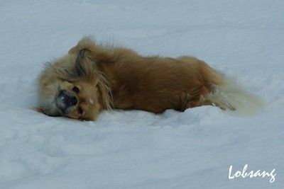 SNOW  - foto povečava