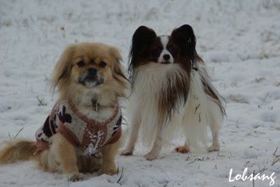 SNOW  - foto povečava