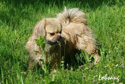WALKS - foto