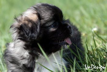 Dogs - foto povečava