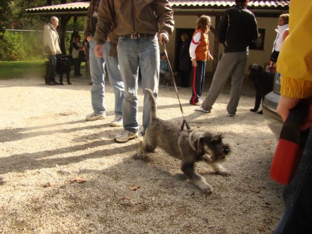 Srečanje brkolinov - foto