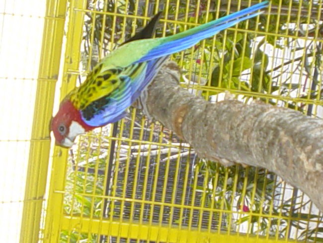 *Rozi*