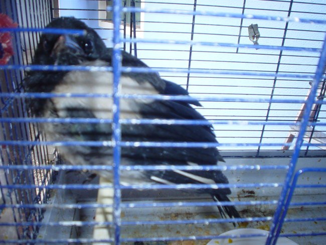 začasen gostt boži,ki že od maja uživa v svoodi  =)