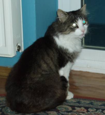 Miki - foto