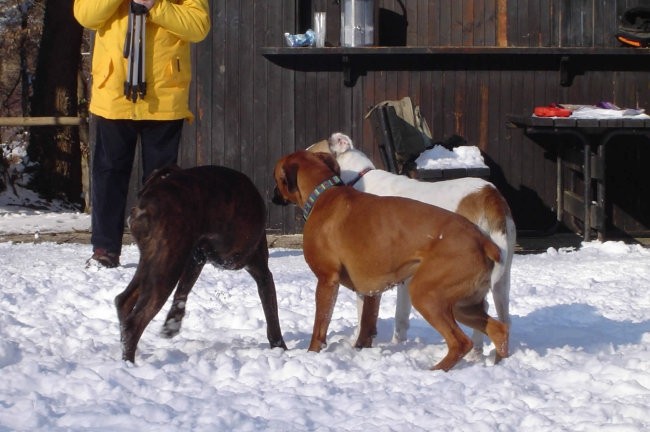 Otočec - 30. januar 2005 - foto povečava