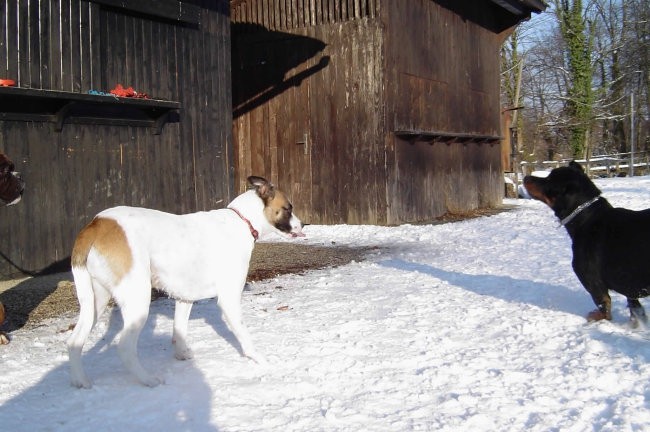 Otočec - 30. januar 2005 - foto povečava