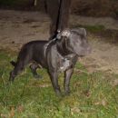 pitbull Sky
