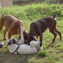 Frigga, Tyson in Pago 1