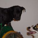 Frigga in pitbullka Tara 2