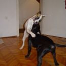 Frigga in pitbullka Tara 1