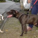 Frigga in pitbull Thor