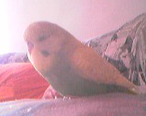 Johny - papagaj - skobčevka  - foto