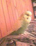 Johny - papagaj - skobčevka  - foto povečava