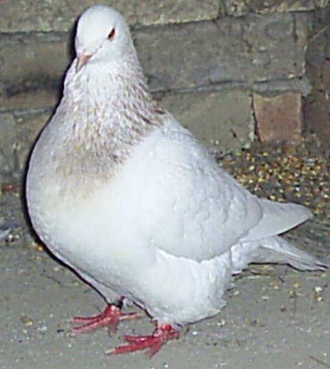 1 albumom 2 - foto