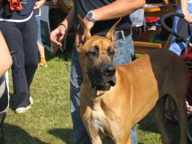 Cacib mb - foto povečava