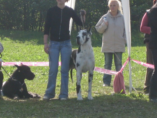 Zlata doga - foto povečava