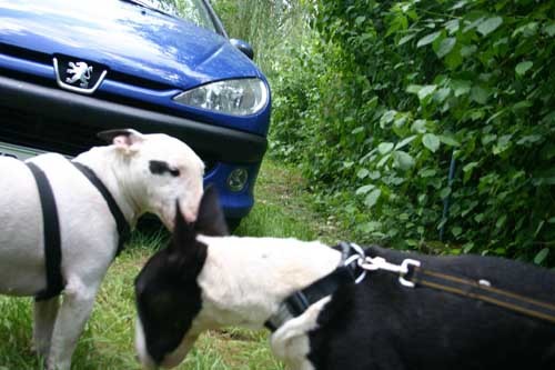 Bull camping - foto povečava