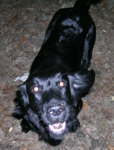 Lady - foto