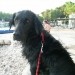 Lady