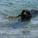 Lady na rajski plaži