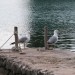 Zoom na galebe