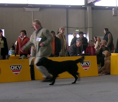 Bess vom Stift Wilhering running, delovni, R.CAC