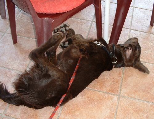 Murter - foto povečava