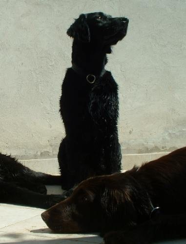 Murter - foto