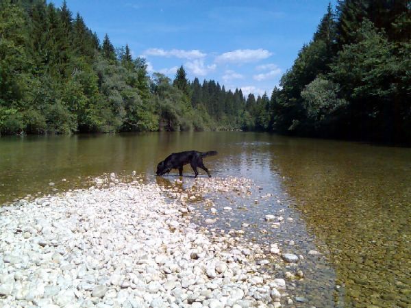 Sava - foto povečava