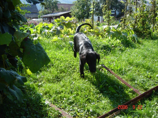 Chaya se ponižno vrača s sosedovega vrta.