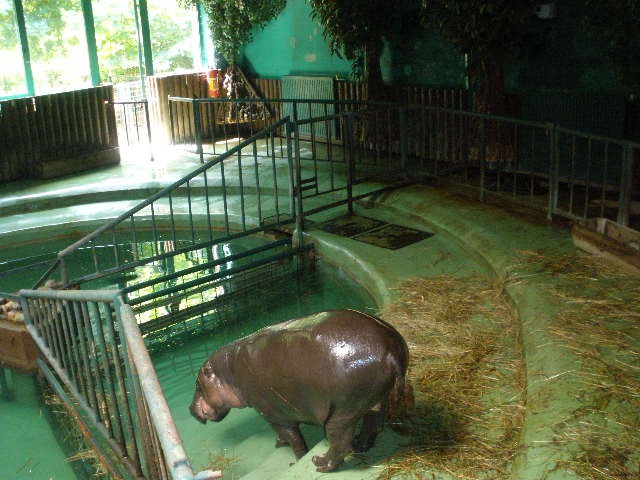 Zoo - foto povečava
