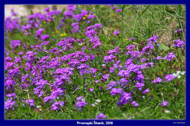 Prvi maj 2008 - foto povečava