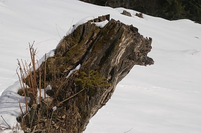 Velika planina - foto