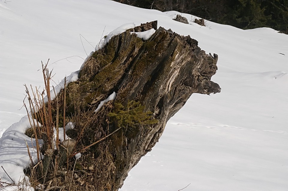 Velika planina - foto povečava