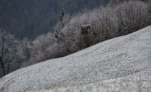 Osolnik  - foto