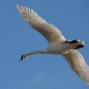 i belive i can fly