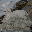 zanimiva ovca iz betona