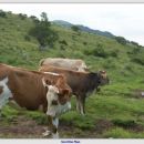 Krave na planini Kašina