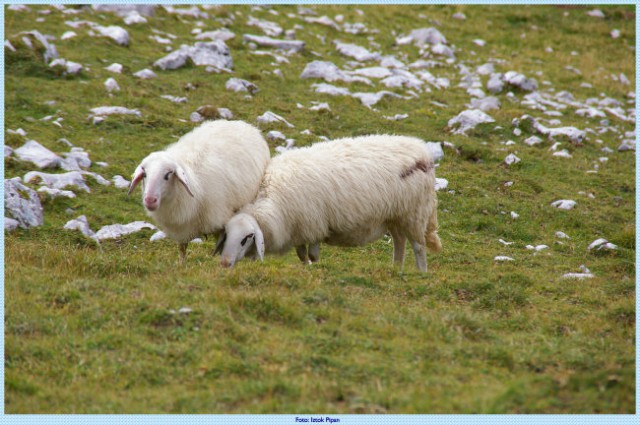 Po celodnevni hoji vidiš v ovcah tudi surovino za jagenčka na žaru....