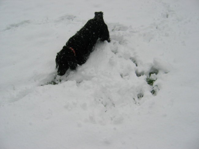 Taček-pozimi-2008-velikonočni prazniki - foto povečava