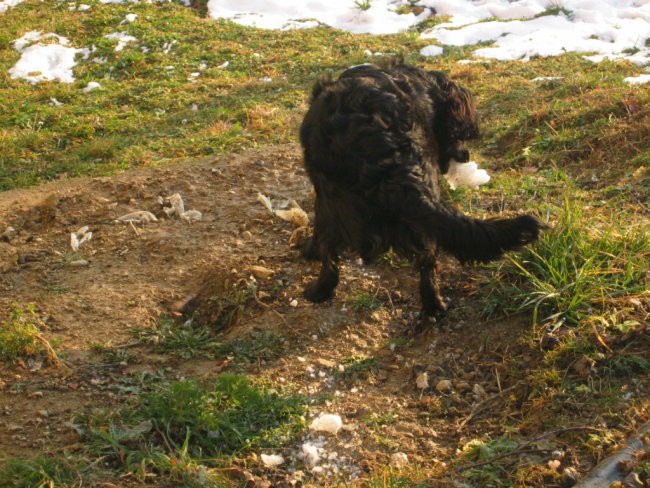 Taček-pozimi - foto povečava