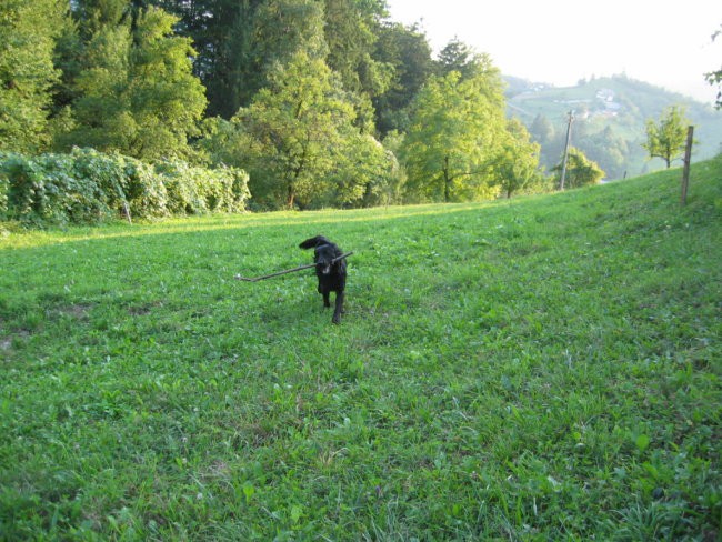 Taček-poletje - foto povečava