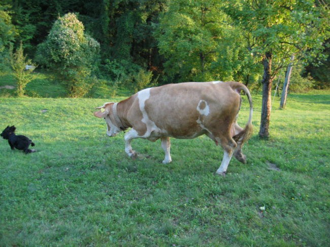 Taček-poletje - foto povečava