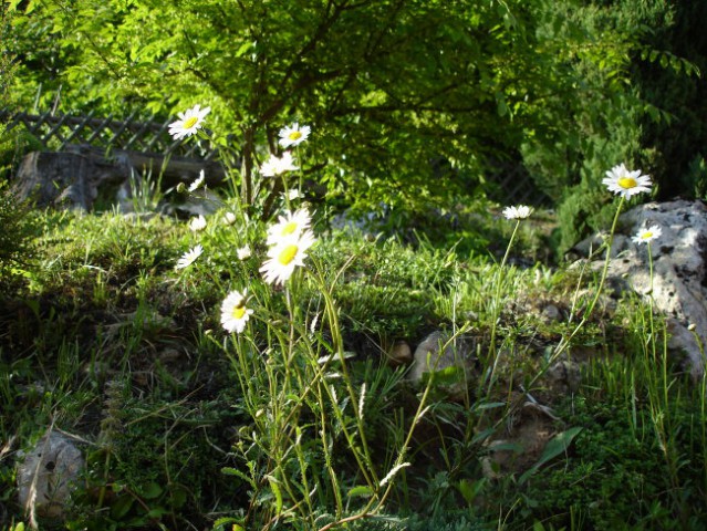 Dom pomladi 2008 - foto
