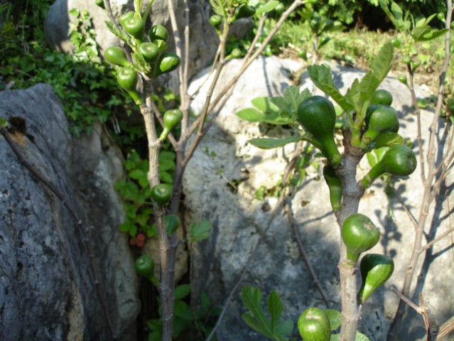 Fige s plodovi pred listjem