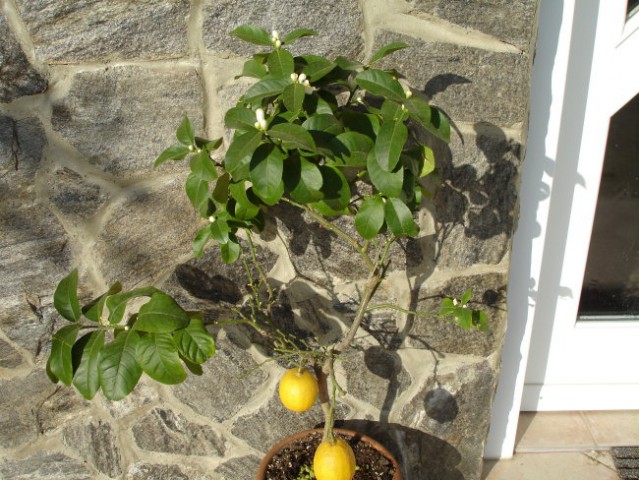Limona v polnem cvetu02008