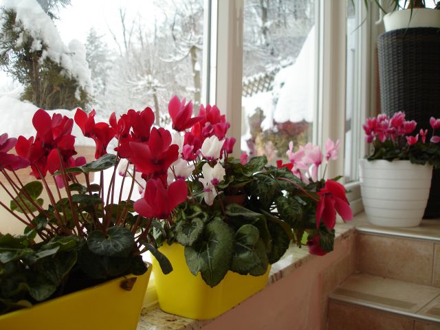 Dom pomladi 2010 - foto