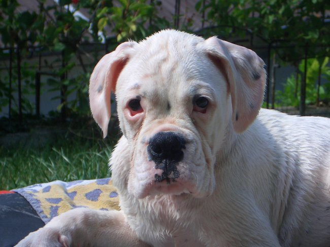 Rudy 2005 - foto povečava