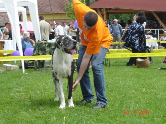 Cacib subotica - foto povečava