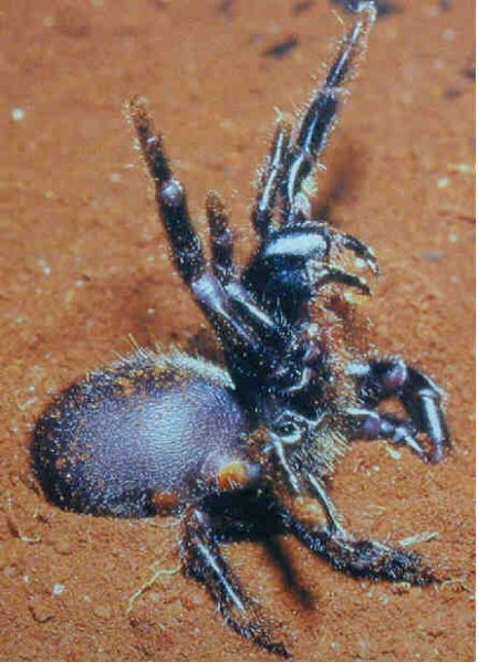 ATRAX ROBUSTUS